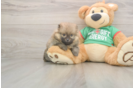Pomeranian Puppy for Adoption