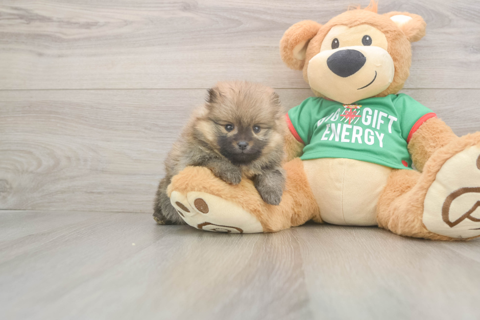Pomeranian Puppy for Adoption