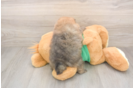 Pomeranian Puppy for Adoption