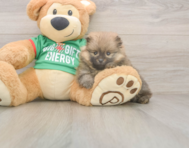 8 week old Pomeranian Puppy For Sale - Florida Fur Babies