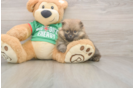 Little Pomeranian Baby