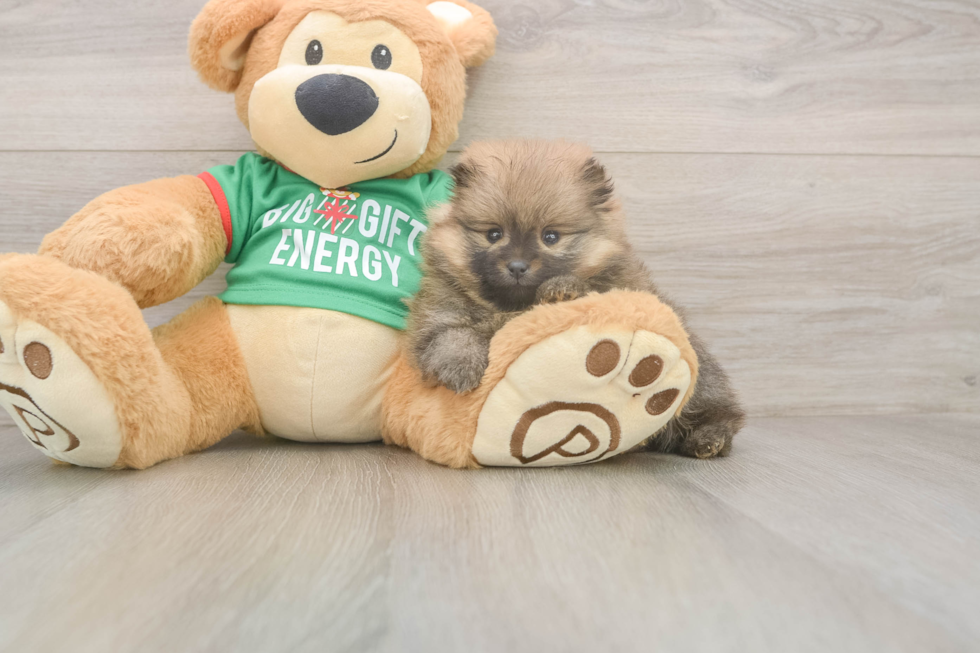 Little Pomeranian Baby