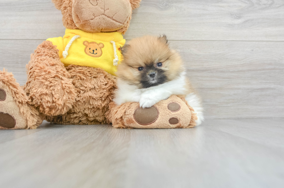 8 week old Pomeranian Puppy For Sale - Florida Fur Babies