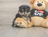 5 week old Pomeranian Puppy For Sale - Florida Fur Babies