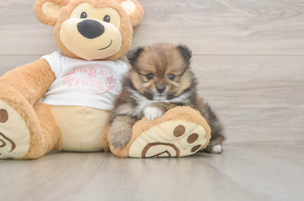 6 week old Pomeranian Puppy For Sale - Florida Fur Babies
