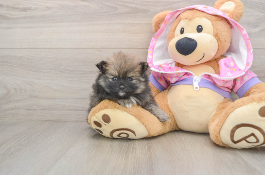 Pomeranian Pup Being Cute