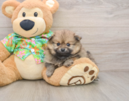 5 week old Pomeranian Puppy For Sale - Florida Fur Babies