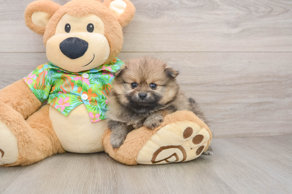 Popular Pomeranian Baby