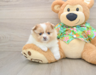 7 week old Pomeranian Puppy For Sale - Florida Fur Babies