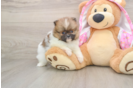 Petite Deutscher Spitz Purebred Puppy