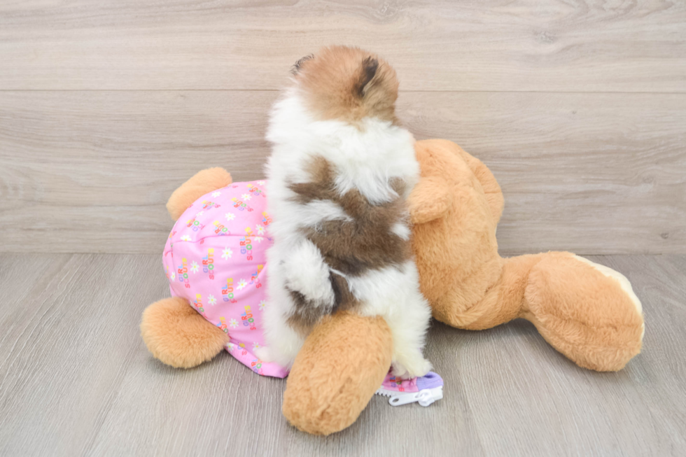 Friendly Pomeranian Baby