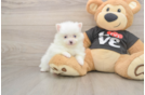 Akc Registered Pomeranian Baby