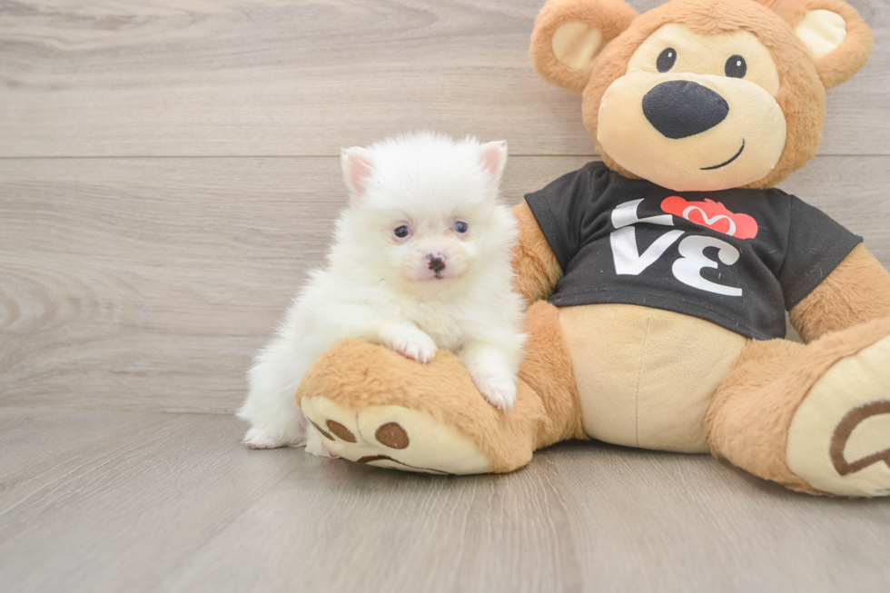 Akc Registered Pomeranian Baby