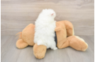 Little Pomeranian Baby