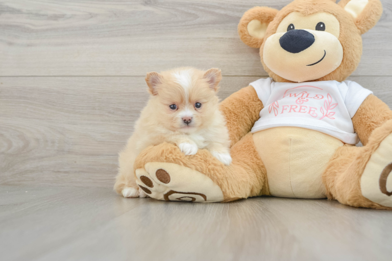 Meet Jocelyn - our Pomeranian Puppy Photo 1/3 - Florida Fur Babies