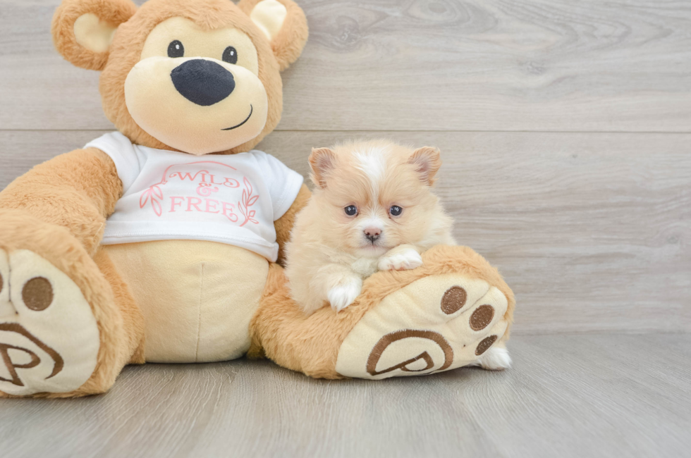 6 week old Pomeranian Puppy For Sale - Florida Fur Babies