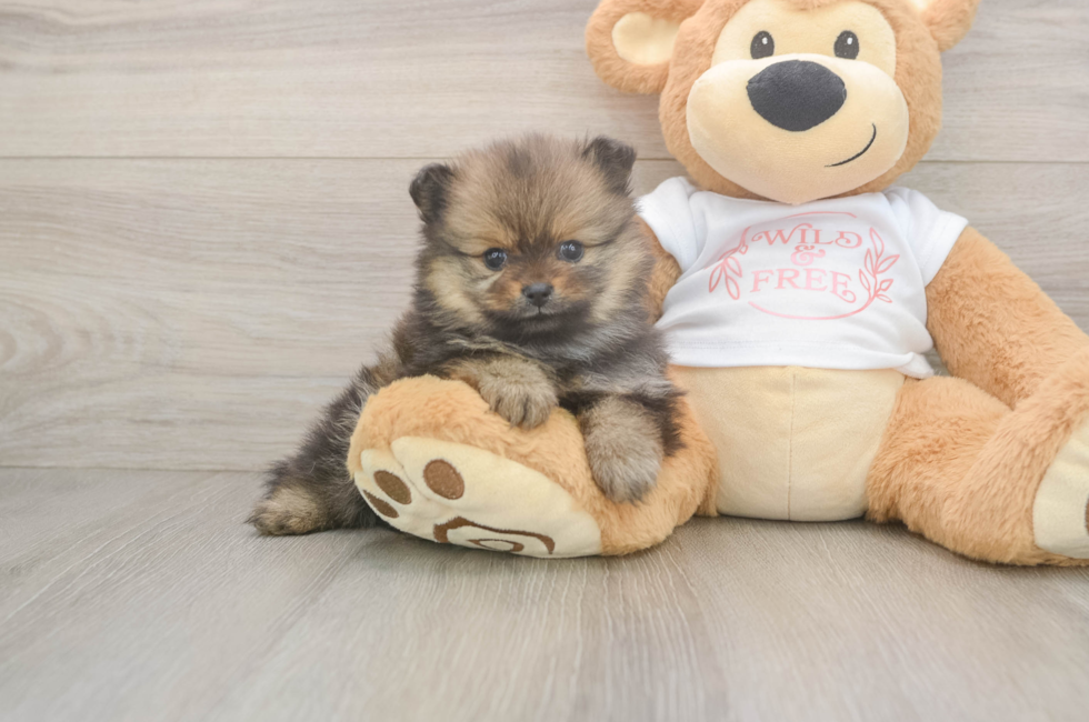 6 week old Pomeranian Puppy For Sale - Florida Fur Babies