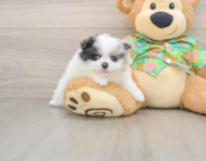 7 week old Pomeranian Puppy For Sale - Florida Fur Babies
