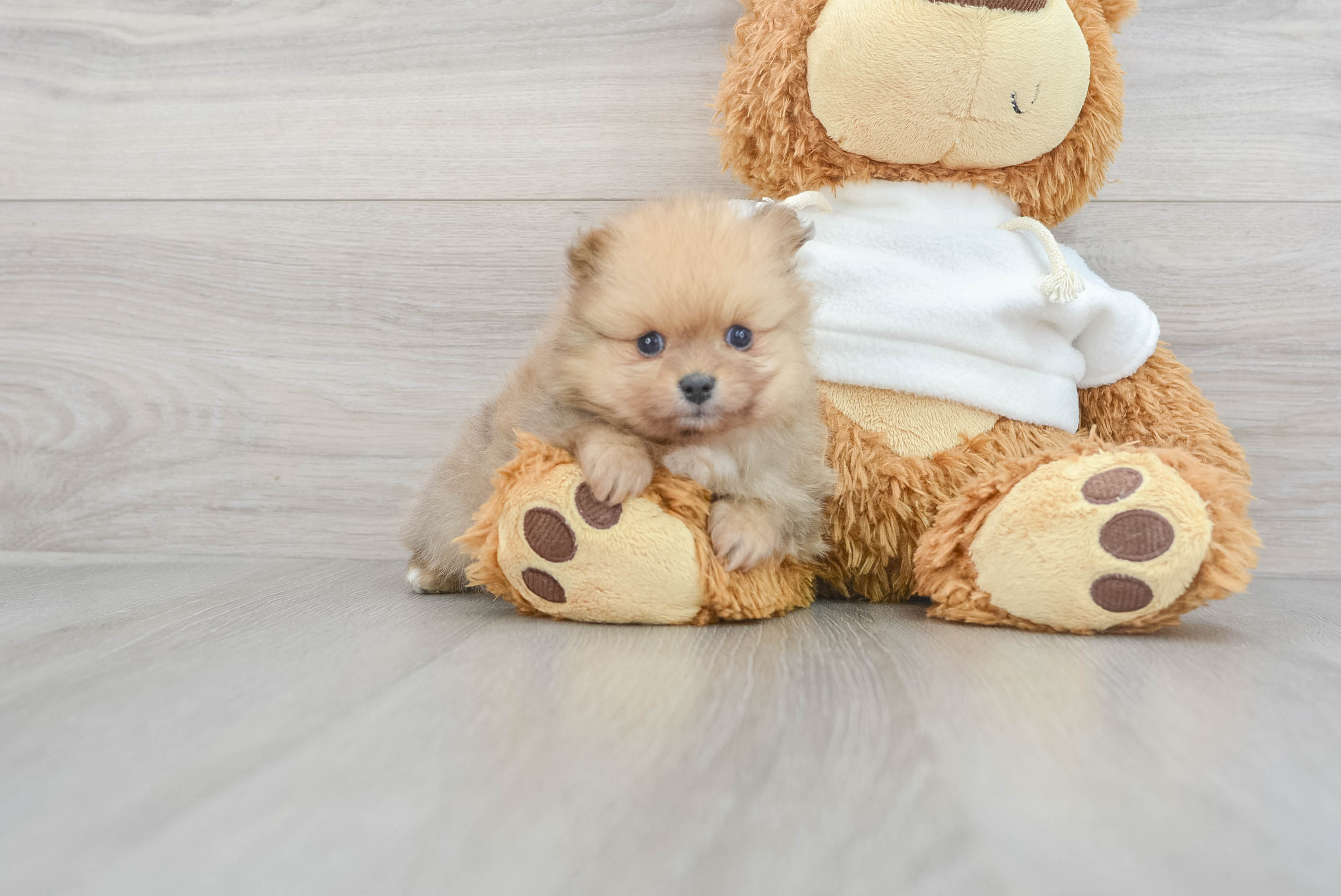 Teacup toy shop pom puppies