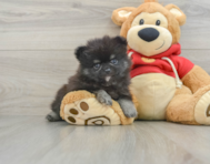 9 week old Pomeranian Puppy For Sale - Florida Fur Babies