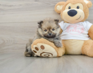 7 week old Pomeranian Puppy For Sale - Florida Fur Babies