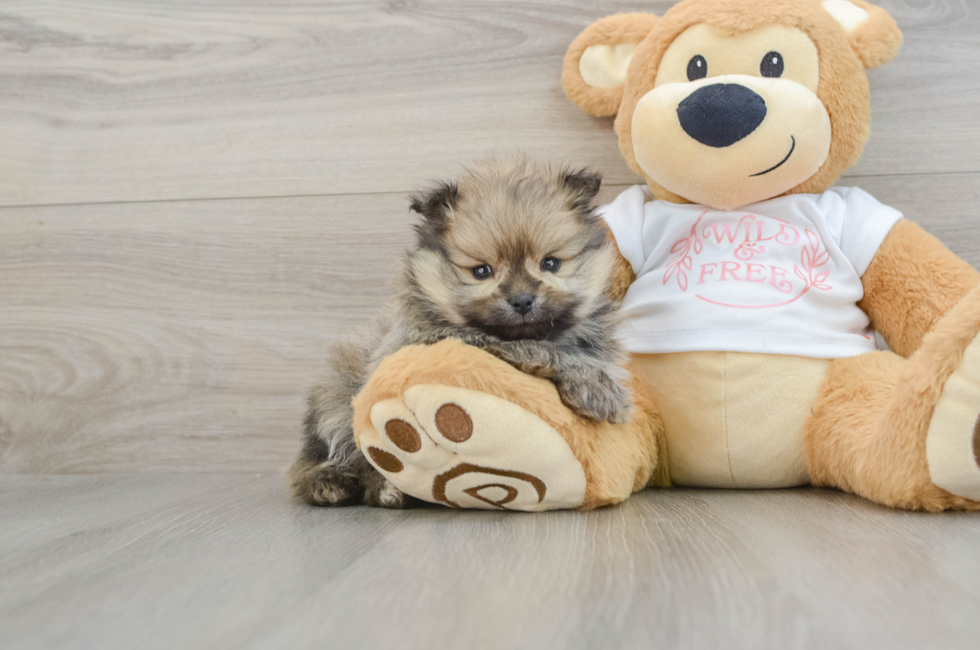 6 week old Pomeranian Puppy For Sale - Florida Fur Babies