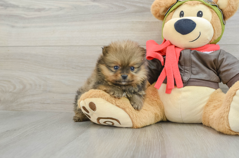 5 week old Pomeranian Puppy For Sale - Florida Fur Babies