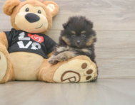 5 week old Pomeranian Puppy For Sale - Florida Fur Babies