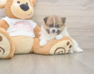 8 week old Pomeranian Puppy For Sale - Florida Fur Babies