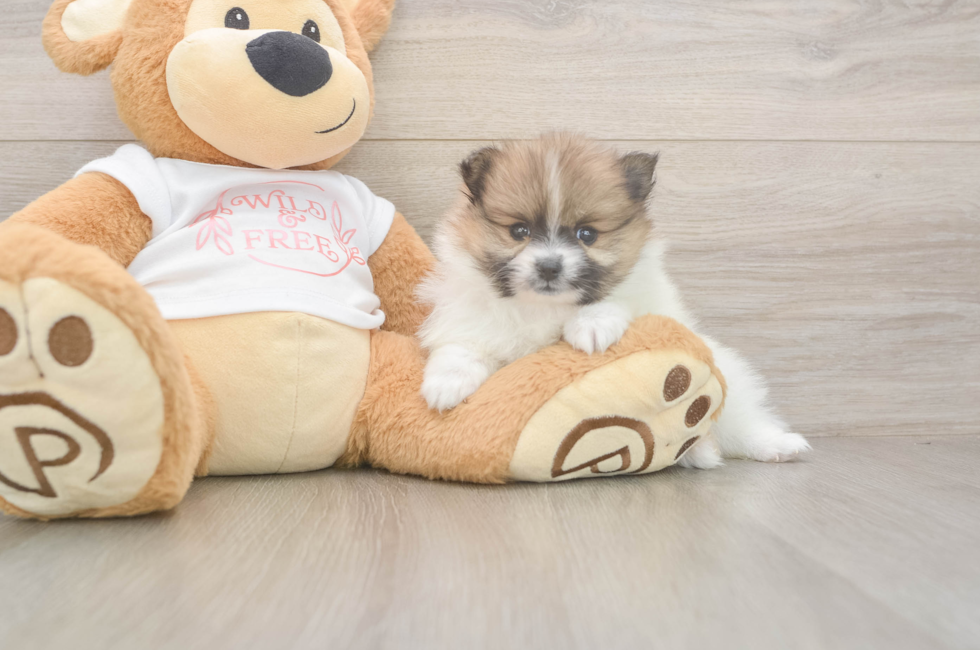6 week old Pomeranian Puppy For Sale - Florida Fur Babies