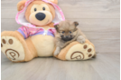 Pomeranian Pup Being Cute