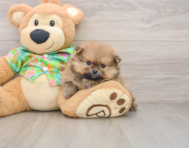 5 week old Pomeranian Puppy For Sale - Florida Fur Babies
