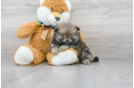 Meet Jonas - our Pomeranian Puppy Photo 1/3 - Florida Fur Babies