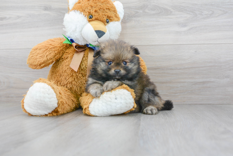 Meet Jonas - our Pomeranian Puppy Photo 1/3 - Florida Fur Babies