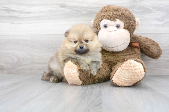 28 week old Pomeranian Puppy For Sale - Florida Fur Babies
