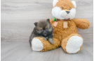 Meet Jonas - our Pomeranian Puppy Photo 2/3 - Florida Fur Babies