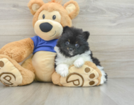 8 week old Pomeranian Puppy For Sale - Florida Fur Babies