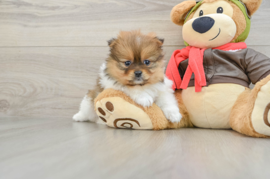 Pomeranian Puppy for Adoption