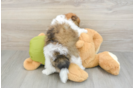 Hypoallergenic Pomeranian Purebred Pup