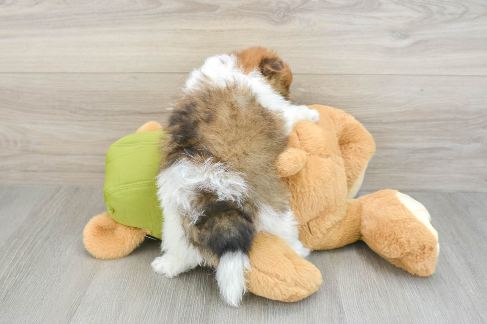 Hypoallergenic Pomeranian Purebred Pup