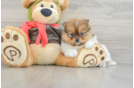 Sweet Swergspitz Purebred Puppy