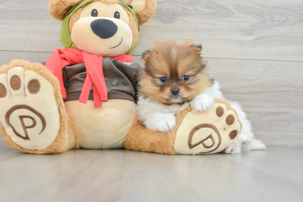 Sweet Swergspitz Purebred Puppy