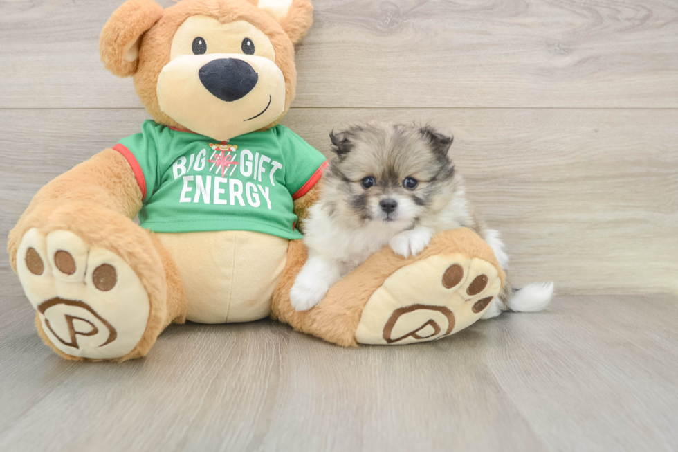 Popular Pomeranian Baby