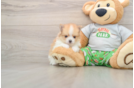 Pomeranian Puppy for Adoption