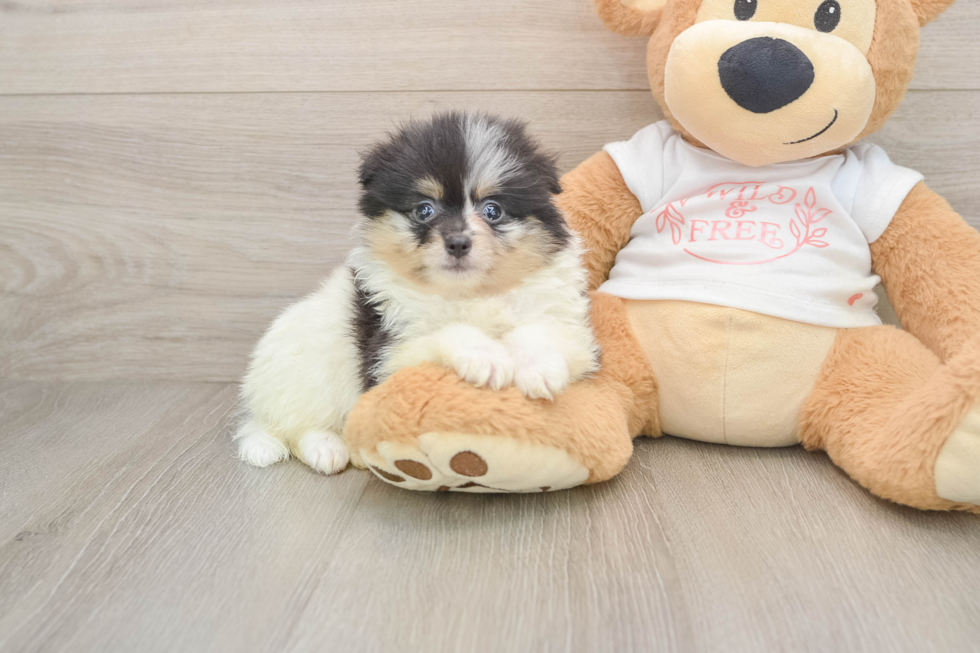 Pomeranian Puppy for Adoption