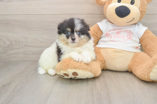 Pomeranian Puppy for Adoption