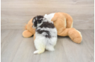 Pomeranian Pup Being Cute