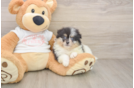 Playful Pomeranian Baby