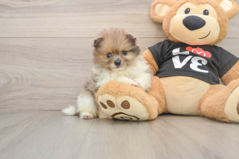 Best Pomeranian Baby
