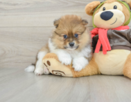 7 week old Pomeranian Puppy For Sale - Florida Fur Babies